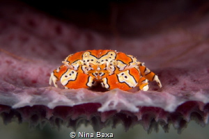Candy Orange.
Gaudy Clown Crab, Platypodiella spectabili... by Nina Baxa 